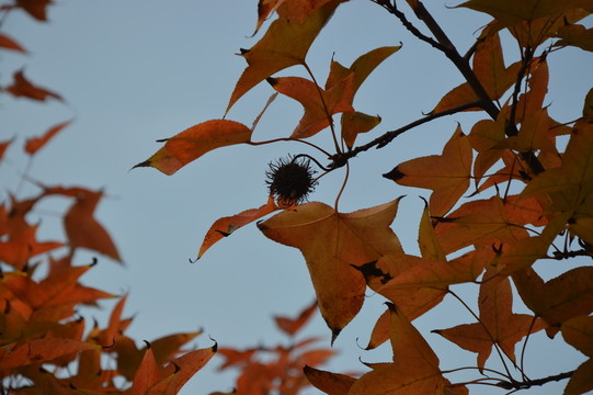 紅色楓葉