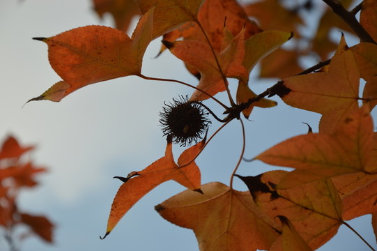 紅色楓葉