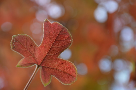 紅色楓葉