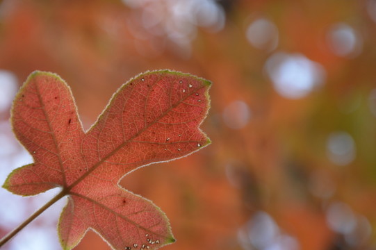紅色楓葉