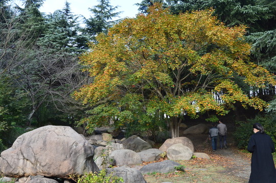 冬日午后的森林公園
