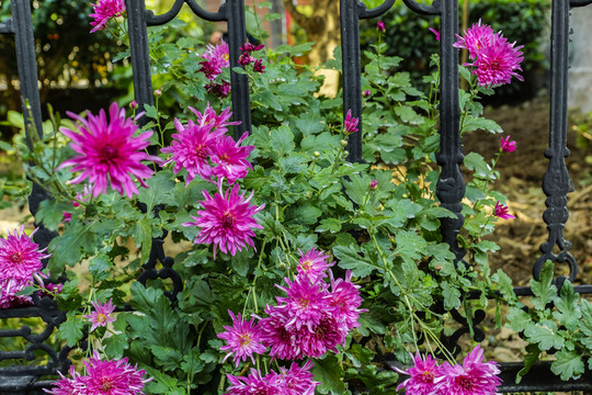 菊花