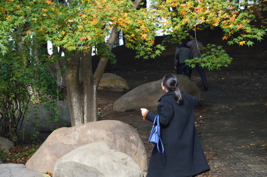 冬日午后的森林公園