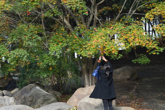 冬日午后的森林公園