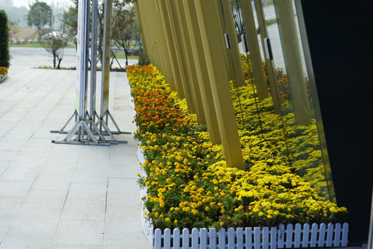 菊花