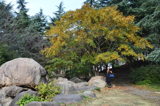 冬日午后的森林公園