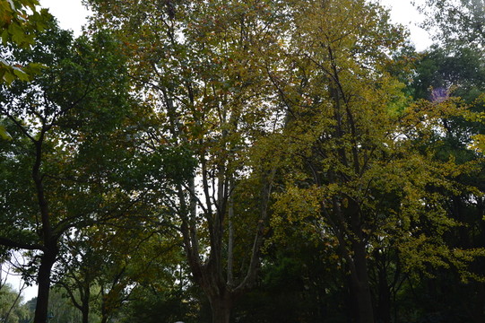 森林公園一角