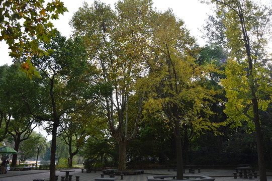 森林公園一角