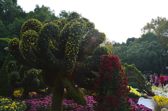菊花展