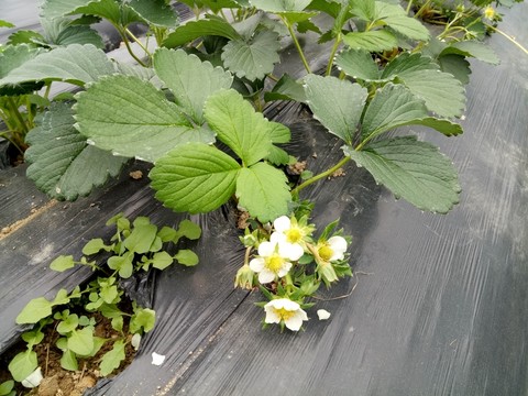 大棚草莓