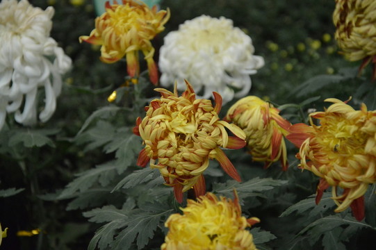 菊花展