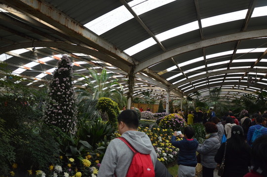 菊花展