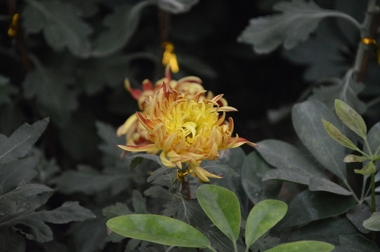菊花展
