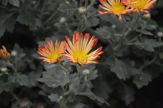 菊花展