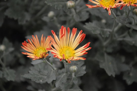 菊花展
