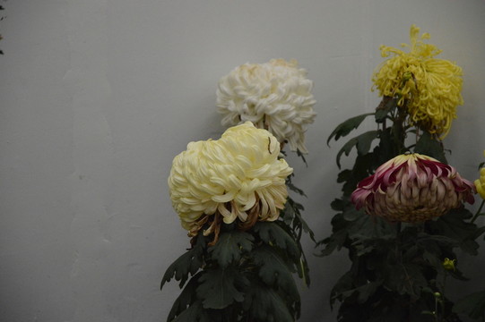 菊花展
