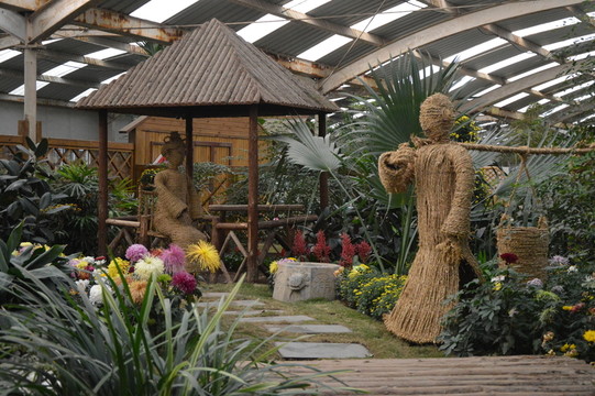 菊花展