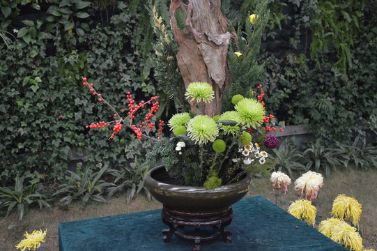 菊花展