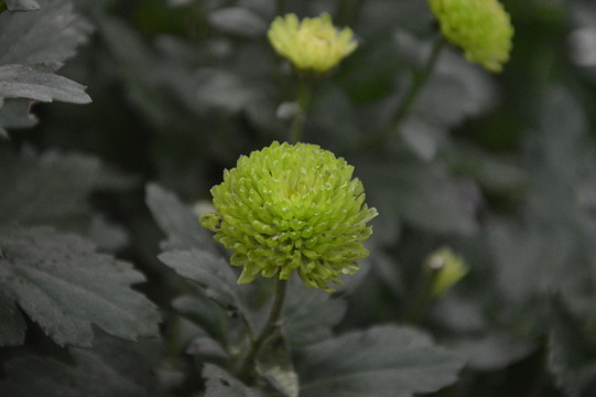菊花展