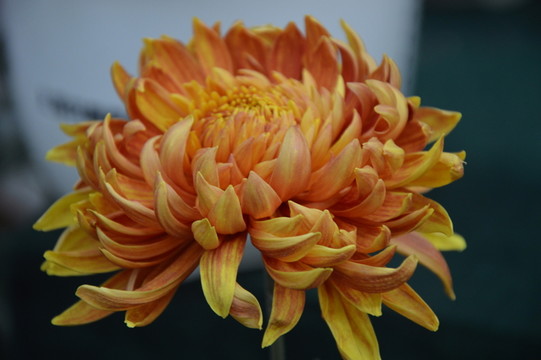 菊花