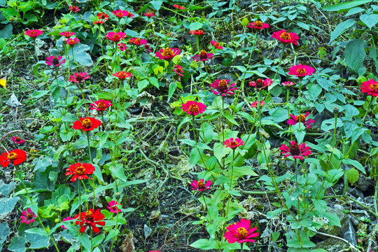 格桑花