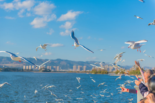 海鷗