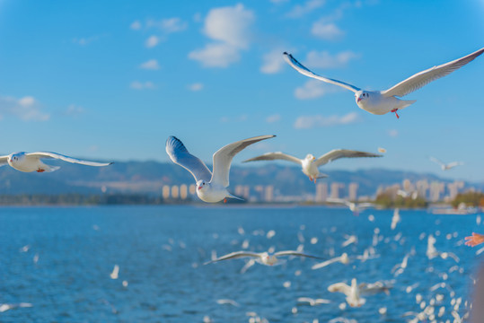 海鷗