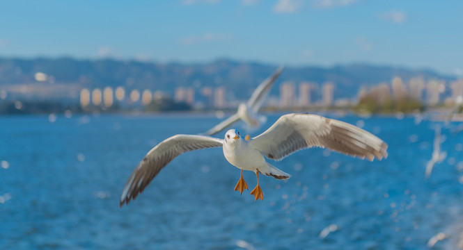 海鷗