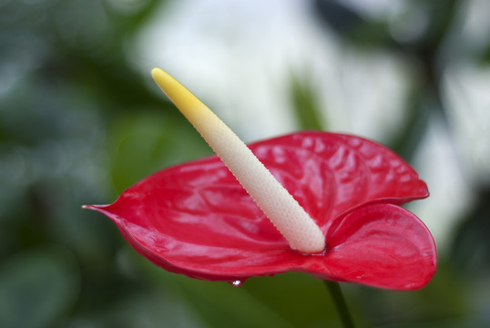 與花束的火烈鳥花