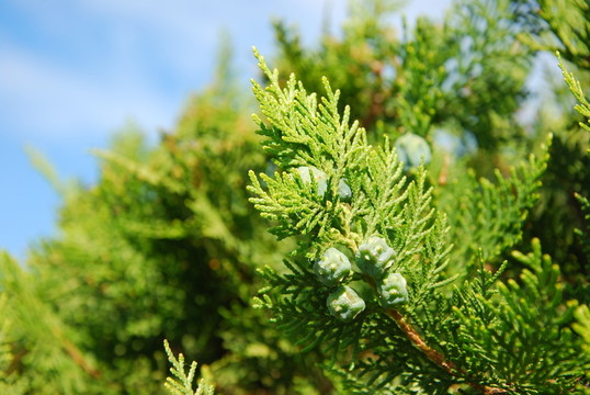金鐘柏occidentalis