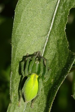 動(dòng)物