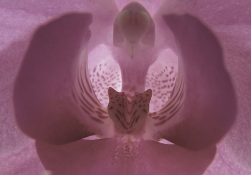 蘭花
