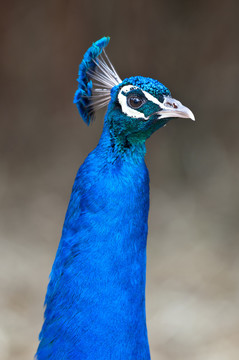 藍(lán)色
