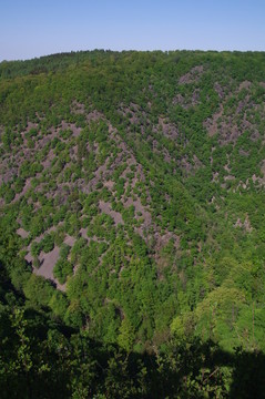 tha山，樹(shù)脂