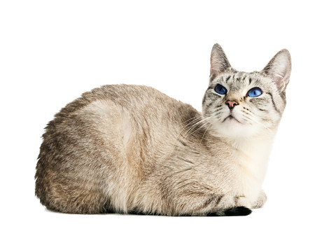 動物
