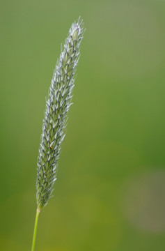 草