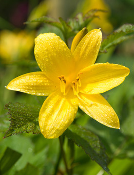 花