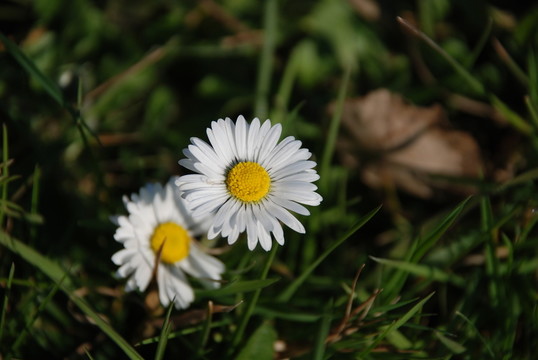 雛菊