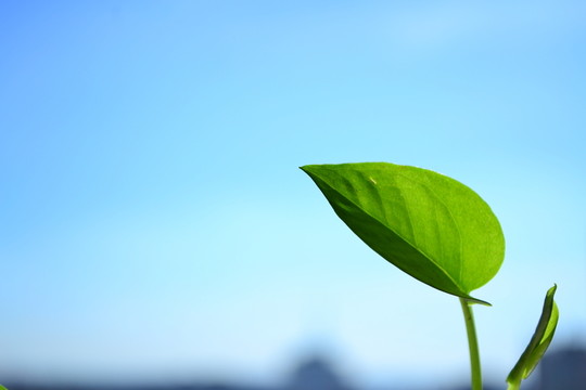 小葉子
