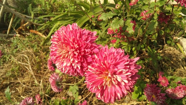 小菊花