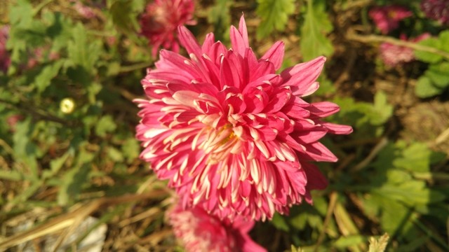 菊花