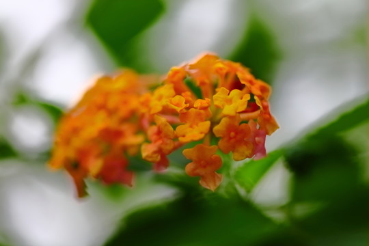 花