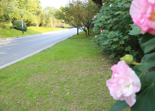 合肥稻香樓公園