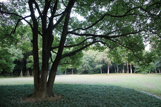 公園大樹草坪
