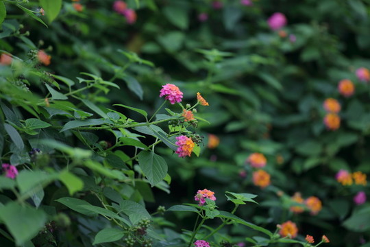 花叢