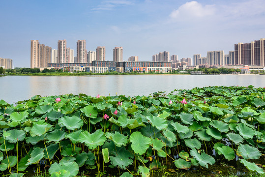 蓮花湖公園水景觀