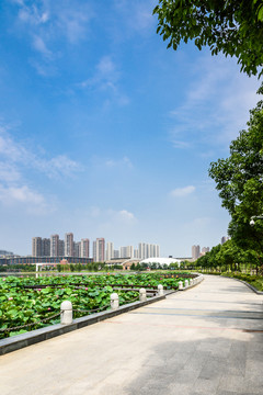荷塘景觀