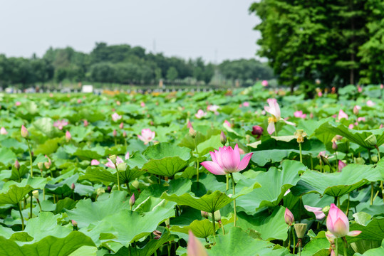 荷花池景觀