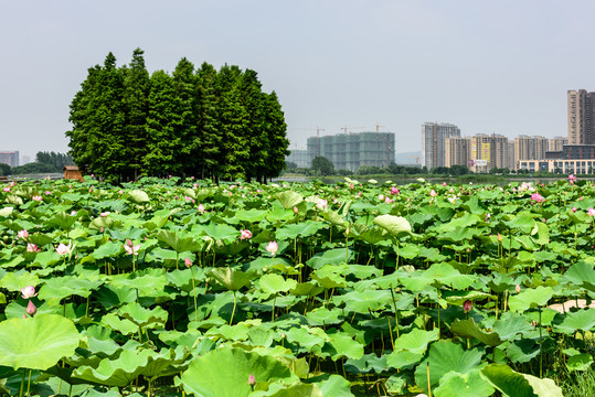 荷花池景觀