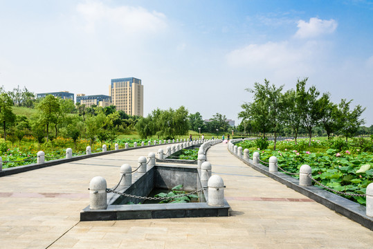 荷花池景觀